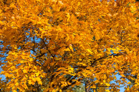 Collection of Beautiful Colorful Autumn Leaves, green, yellow, orange, red. Autumn yellow leaves background in sunny day Seamless tree bark background. Brown tileable texture of the old tree. tonedの写真素材