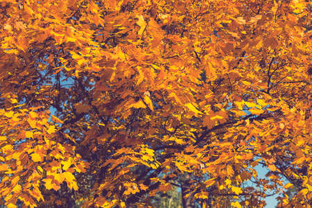 Collection of Beautiful Colorful Autumn Leaves, green, yellow, orange, red. Autumn yellow leaves...