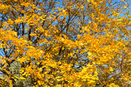 Collection of Beautiful Colorful Autumn Leaves, green, yellow, orange, red. Autumn yellow leaves background in sunny day Seamless tree bark background. Brown tileable texture of the old tree. tonedの写真素材