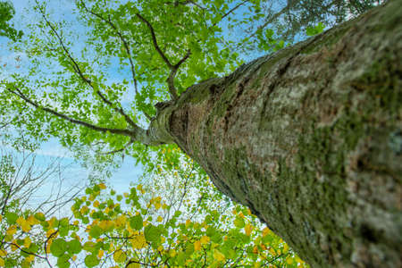 Bottom view to the tree top of a huge Plane tree or Platanus in jungle forest. View from the bottom of the tree crowns against blue sky. Trees bottom view tree crowns green tops. tonedの写真素材