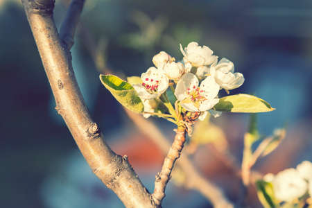 Beautiful blooming apple trees in spring park close up. White spring blossom. tonedの写真素材