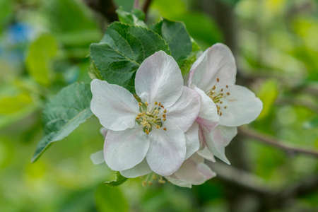 Spring Blossoms APPLE. Beautiful blooming apple trees in spring park close up. Flowering Apple tree, close-upの写真素材