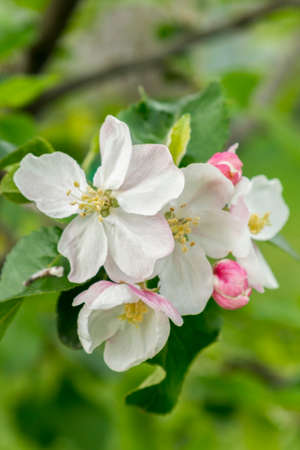 Spring Blossoms APPLE. Beautiful blooming apple trees in spring park close up. Flowering Apple tree, close-up. vertical photoの写真素材