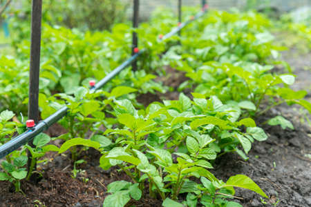 Field of green potato bushes. Rows on Potato field with green bushes. potato bushes in the garden. Automatic watering in a potato fieldの写真素材