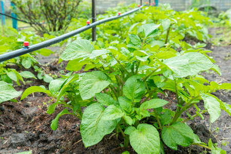 Field of green potato bushes. Rows on Potato field with green bushes. potato bushes in the garden. Automatic watering in a potato fieldの写真素材