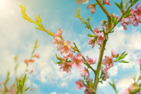 Pink Flowers Blooming Peach Tree at Spring. Bright Blue Sky as Background. Beautiful peach blossom. tonedの写真素材