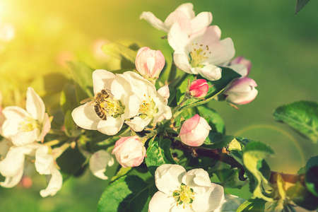 Beautiful blooming apple trees in spring park close up. Apple trees flowers. the seed-bearing part of a plant, consisting of reproductive organs. Blooming apple tree. Spring flowering of trees. tonedの写真素材