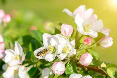 Beautiful blooming apple trees in spring park close up. Apple trees flowers. the seed-bearing part of a plant, consisting of reproductive organs. Blooming apple tree. Spring flowering of trees. tonedの写真素材