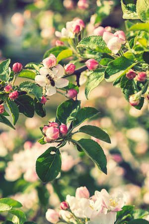 Beautiful blooming apple trees in spring park close up. Apple trees flowers. the seed-bearing part of a plant, consisting of reproductive organs. Blooming apple tree. Spring flowering of trees. tonedの写真素材