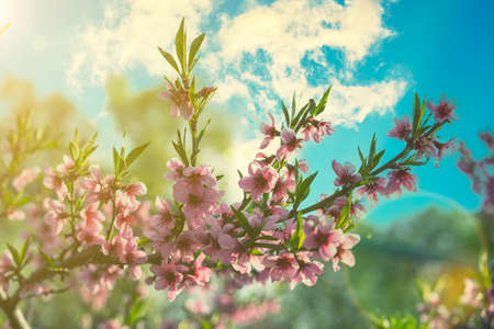 Pink Flowers Blooming Peach Tree at Spring. Bright Blue Sky as Background. Beautiful peach blossom. tonedの写真素材