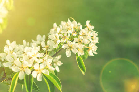 apple blossom in may a wonderful nature. Pear tree blossom close-up. White pear flower on naturl background. tonedの写真素材
