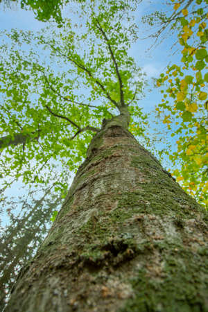 Bottom view to the tree top of a huge Plane tree or Platanus in jungle forest. View from the bottom...