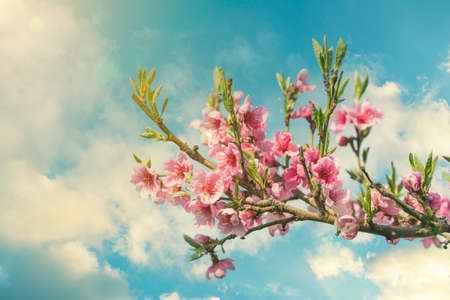 Pink Flowers Blooming Peach Tree at Spring. Bright Blue Sky as Background. Beautiful peach blossom. tonedの写真素材