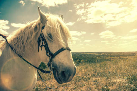 White horse standing at top of a hill with blue sky background. Horse head close up. White speckled horse . Profile of white speckled horse. tonedの写真素材