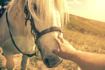 Person touching a horse by hand. he concept of human-nature relations. Animal care. Farm Feeding. White hourse with light eyes. Womans hand stroking a horse. tonedの写真素材
