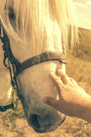 Person touching a horse by hand. he concept of human-nature relations. Animal care. Farm Feeding. White hourse with light eyes. Womans hand stroking a horse. tonedの写真素材