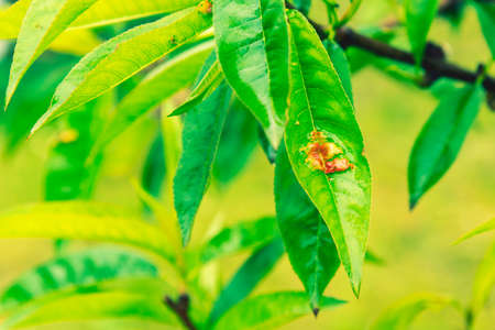 Leaves of a peach tree with red discoloration due to a fungal attack. Branch of a peach tree with leaf curl caused by a fungus. Leaf disease outbreak contact the tree leaves. toned.の写真素材