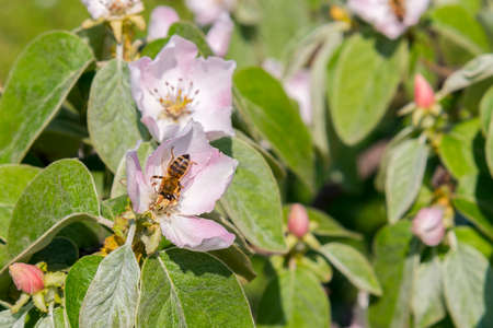 A bee collecting pollen from a quince flower. bees on a flowering quince. close up bumble bee on pink cosmos flower pollen background, insect in summer.の写真素材