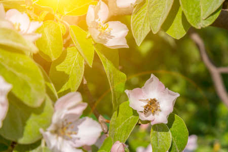 A bee collecting pollen from a quince flower. bees on a flowering quince. close up bumble bee on pink cosmos flower pollen background, insect in summer. toned.の写真素材