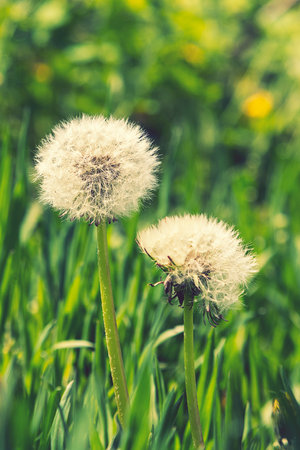 dandelion white with seeds. Ripe dandelion. Blowball of Taraxacum plant on long stem. Dandelions snuggled in the grass. Close up view. Selective focus. toned.の写真素材
