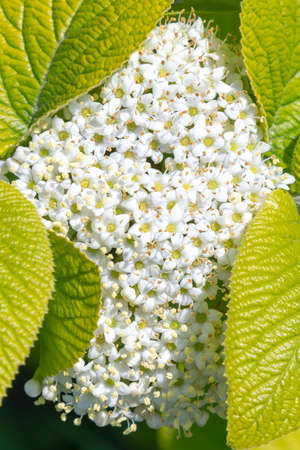 Close up of blooming white crape myrtle flower and buds. Branches of a flowering white bush of hydrangea close-up on a blurred background. vertical photo. blurry.の写真素材