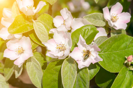 A bee collecting pollen from a quince flower. bees on a flowering quince. close up bumble bee on pink cosmos flower pollen background, insect in summer. toned.の写真素材