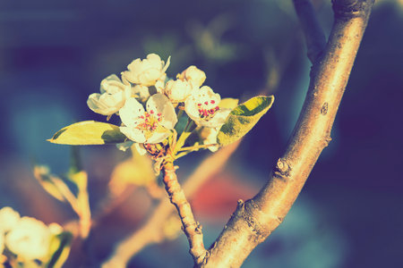 Beautiful blooming apple trees in spring park close up. White spring blossom. toned.の写真素材