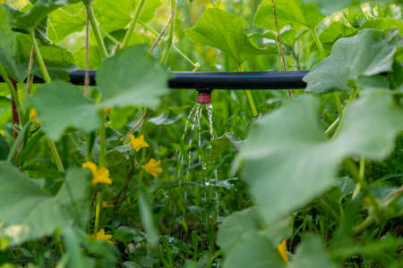 Cucumber growing in garden. Drip auto-irrigation of cucumbers. Growing vegetables in the garden bed. Gardening farming. Industry is a glass house. Organic green leaves.の写真素材