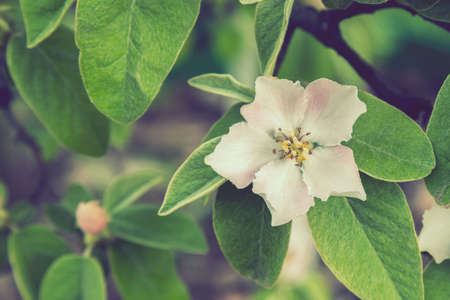 Spring Blossoms APPLE. Beautiful blooming apple trees in spring park close up. Flowering Apple tree, close-up. toned.の写真素材