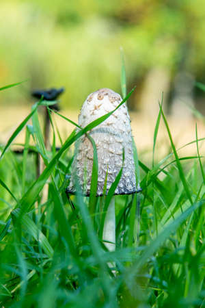 Group of edible mushrooms, Soprinus lat., In mature stage similar to toadstools in the grass, close up. vertical photo.の写真素材
