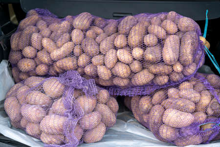 loaded car carries on the trunk bags of potatoes. trunk of a car filled with potatoesの写真素材