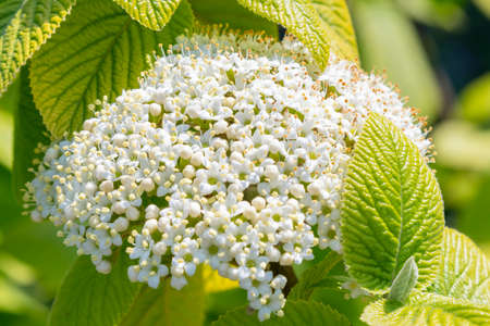 Close up of blooming white crape myrtle flower and buds. Branches of a flowering white bush of hydrangea close-up on a blurred background. tonedの写真素材