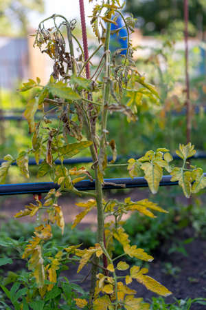 dried out tomato, tomato gone bad. Tomatoes grown in the greenhouse dried due to illness or disrepedness. Agriculture Concept. tonedの写真素材