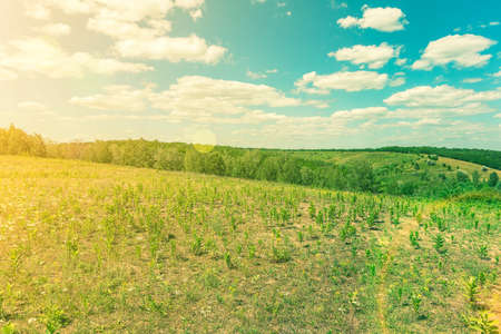 Beautiful meadow field with fresh grass and yellow dandelion flowers in nature against a blurry blue sky with clouds. Green meadow under blue sky with clouds. background. tonedの写真素材
