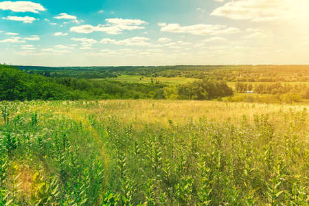 Beautiful meadow field with fresh grass and yellow dandelion flowers in nature against a blurry blue sky with clouds. Green meadow under blue sky with clouds. background. tonedの写真素材