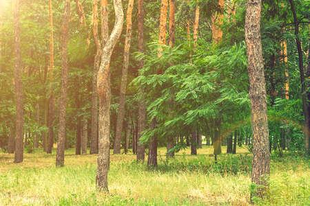 Early morning with sunrise in pine forest. Sunlight on trees in a pine forest at sunset. Summer nature landscape. tonedの写真素材