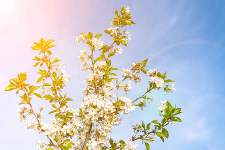 branches and flowers of cherry blossoms against a blue sky. natural background. Blooming plant branches in spring warm bright sunny day. White tender flowers background. Spring symbol. tonedの写真素材
