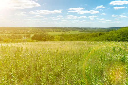 Beautiful meadow field with fresh grass and yellow dandelion flowers in nature against a blurry blue sky with clouds. Green meadow under blue sky with clouds. background. tonedの写真素材