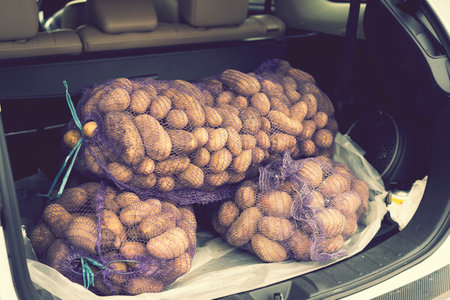 loaded car carries on the trunk bags of potatoes. trunk of a car filled with potatoes. tonedの写真素材