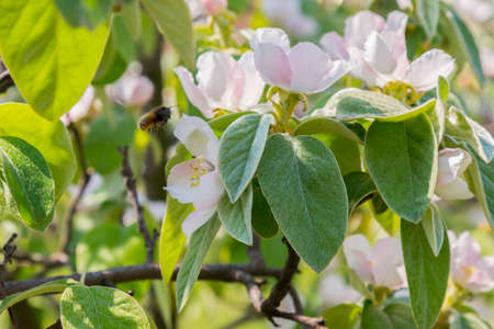 A bee collecting pollen from a quince flower. bees on a flowering quince. close up bumble bee on pink cosmos flower pollen background, insect in summer.の写真素材