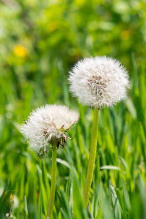 dandelion white with seeds. Ripe dandelion. Blowball of Taraxacum plant on long stem. Dandelions snuggled in the grass. Close up view. Selective focus. tonedの写真素材