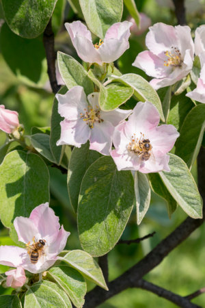 A bee collecting pollen from a quince flower. bees on a flowering quince. close up bumble bee on pink cosmos flower pollen background, insect in summer. vertical photo. tonedの写真素材