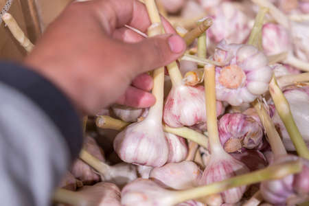 Hands pick ginger on a counter in a store. Medications during the coronavirus pandemic. man buys ginger in the store. first person view man buyginger in the store Top view. Close-up.の写真素材