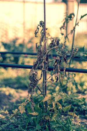 dried out tomato, tomato gone bad. Tomatoes grown in the greenhouse dried due to illness or disrepedness. Agriculture Concept. tonedの写真素材