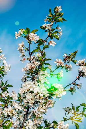 branches and flowers of cherry blossoms against a blue sky. natural background. Blooming plant branches in spring warm bright sunny day. White tender flowers background. Spring symbol. tonedの写真素材