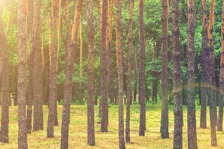 Early morning with sunrise in pine forest. Sunlight on trees in a pine forest at sunset. Summer nature landscape. tonedの写真素材