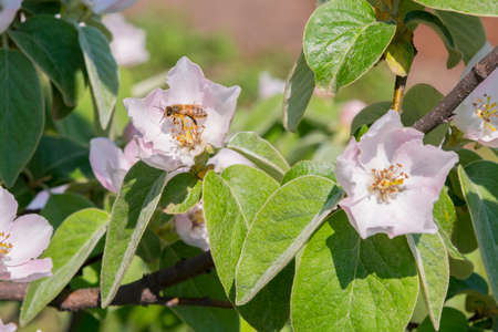 A bee collecting pollen from a quince flower. bees on a flowering quince. close up bumble bee on pink cosmos flower pollen background, insect in summer. tonedの写真素材