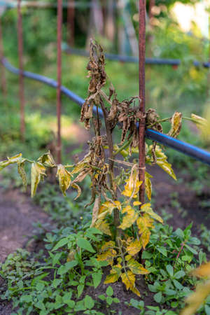 Tomato leaves affected by blight. rotten spoiled tomatoes on dry branches and bushes of tomatoes after harvest in the fall. spoiled harvest concept. tonedの写真素材