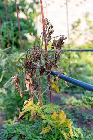 Tomato leaves affected by blight. rotten spoiled tomatoes on dry branches and bushes of tomatoes after harvest in the fall. spoiled harvest conceptの写真素材