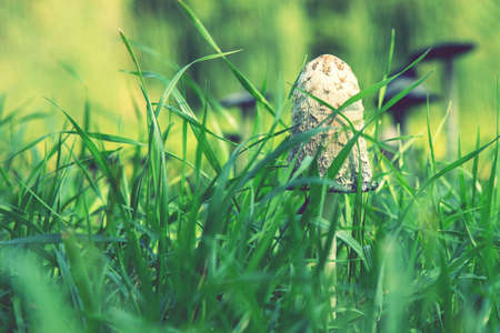 Group of edible mushrooms, Soprinus lat., in mature stage similar to toadstools in the grass, close upの写真素材